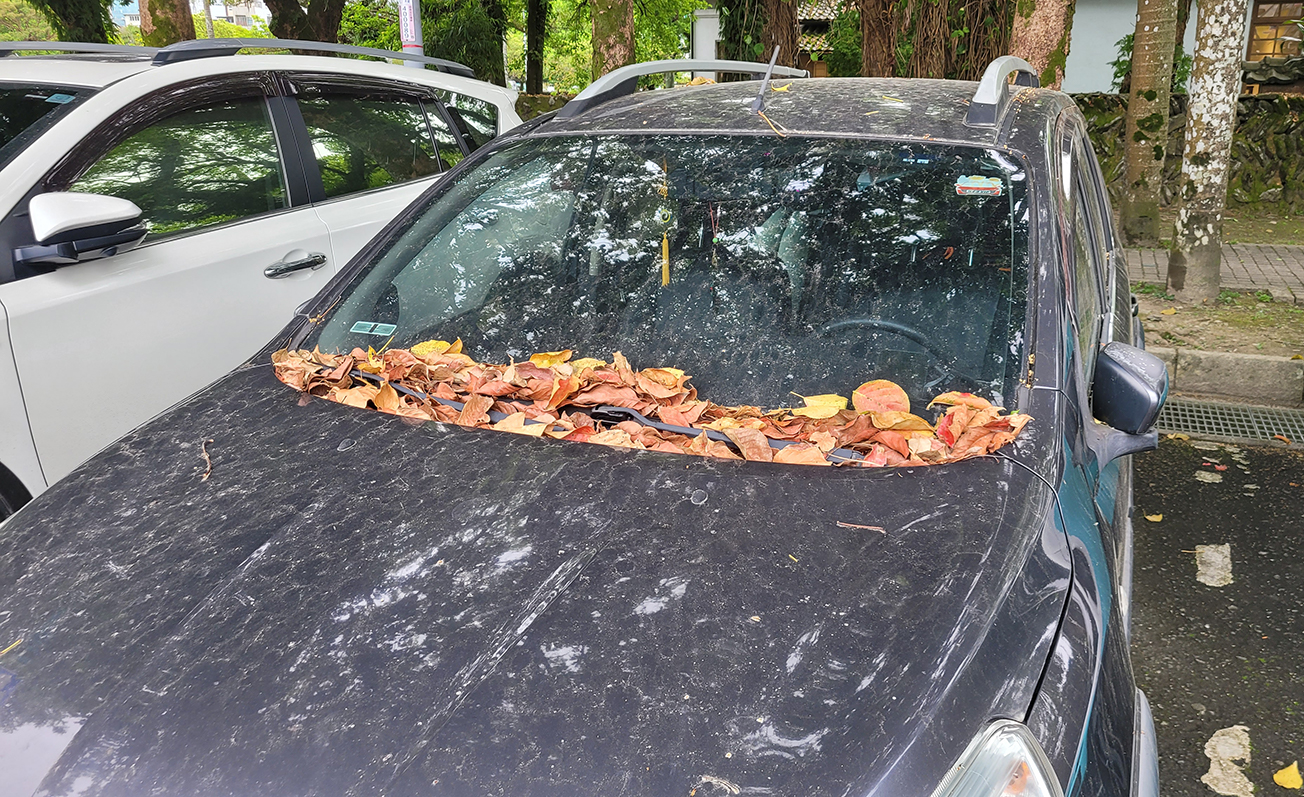 鍍膜-樹脂落葉 title=鍍膜-樹脂落葉