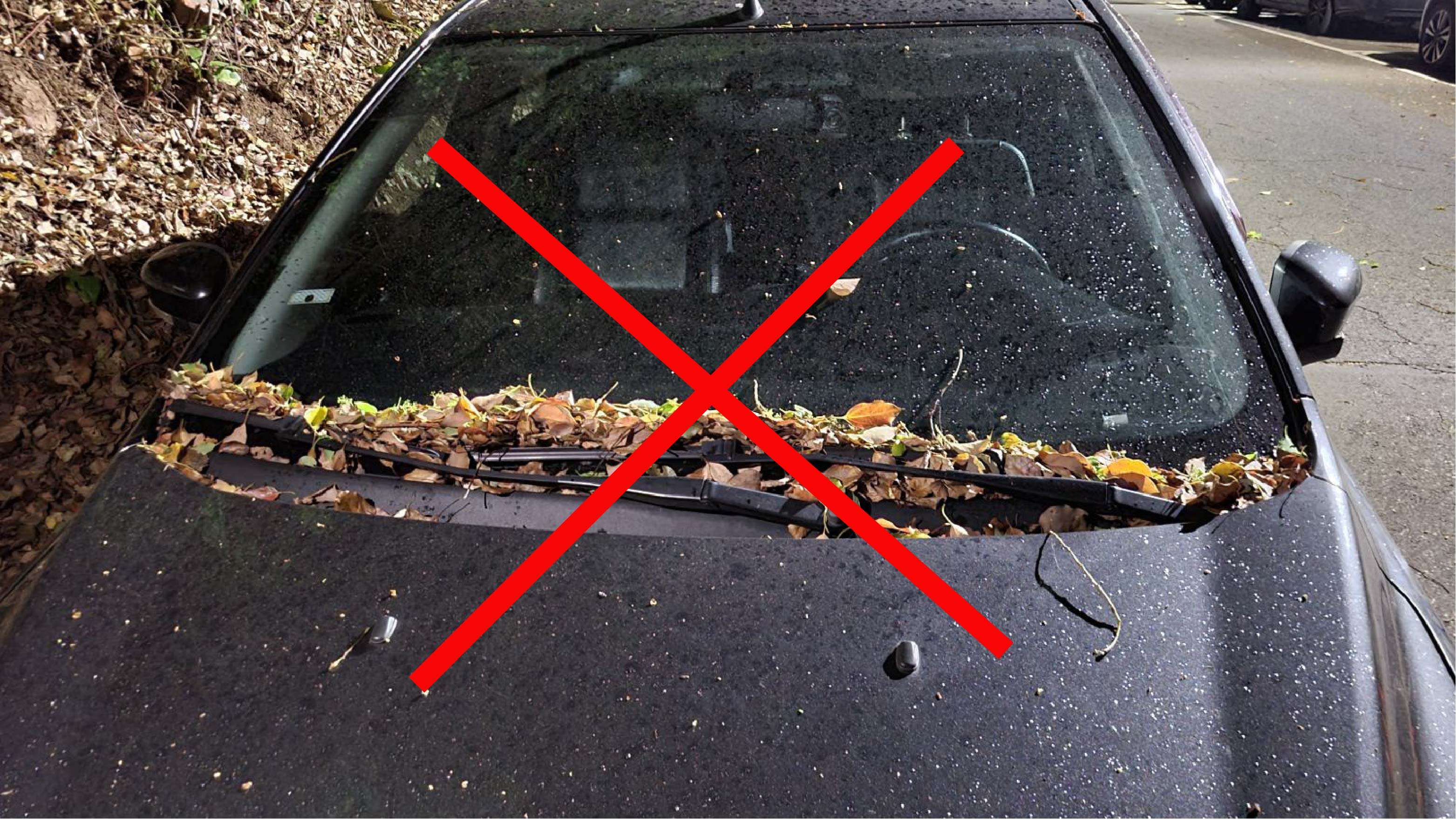 樹脂落葉 title=樹脂落葉